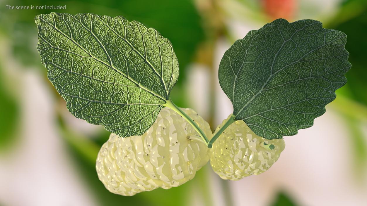 Mulberry Fruit White with Leaves 3D