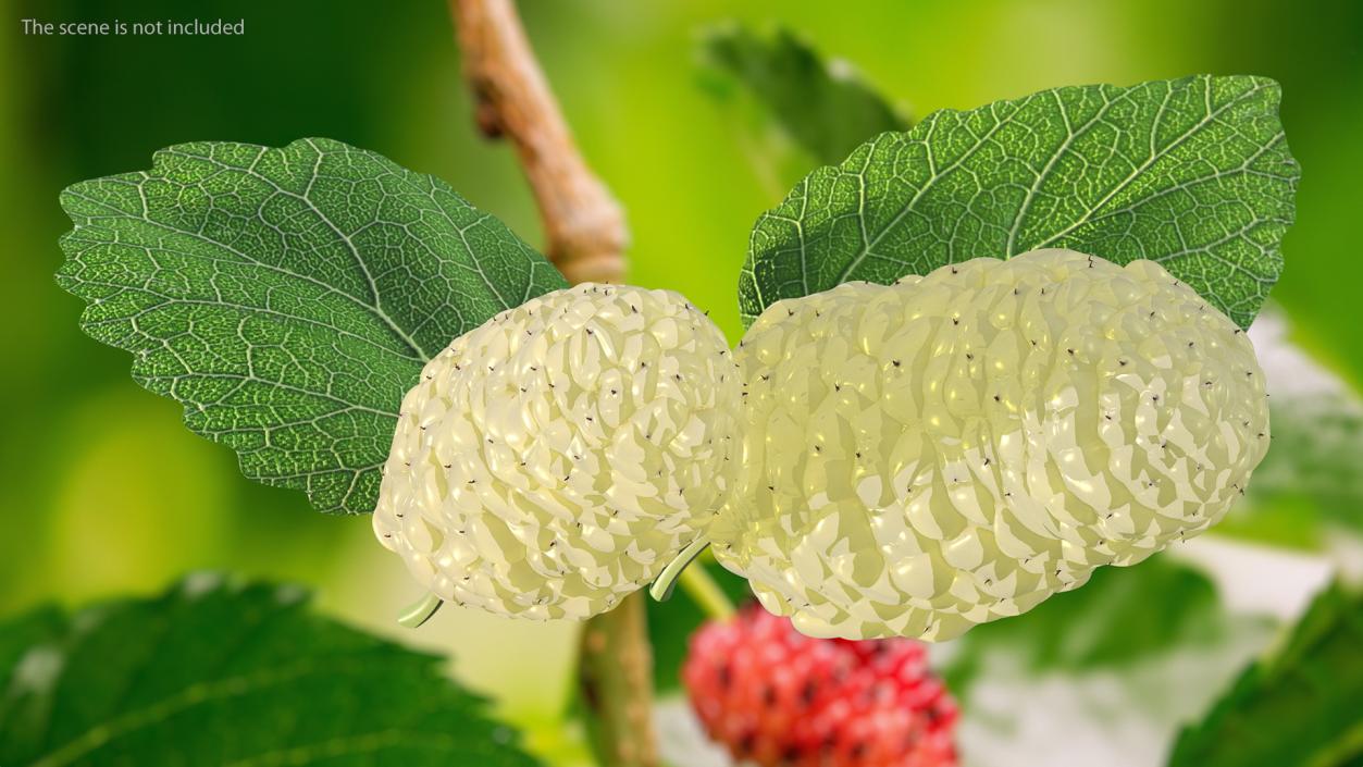 Mulberry Fruit White with Leaves 3D