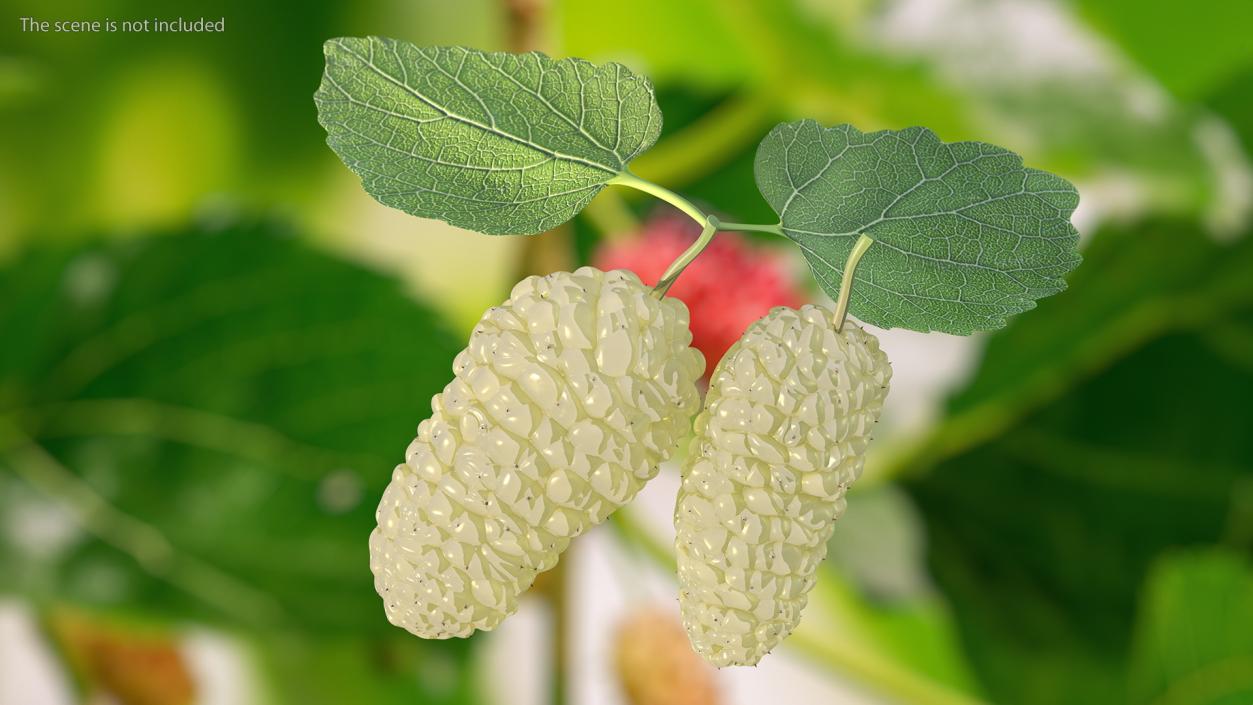 Mulberry Fruit White with Leaves 3D