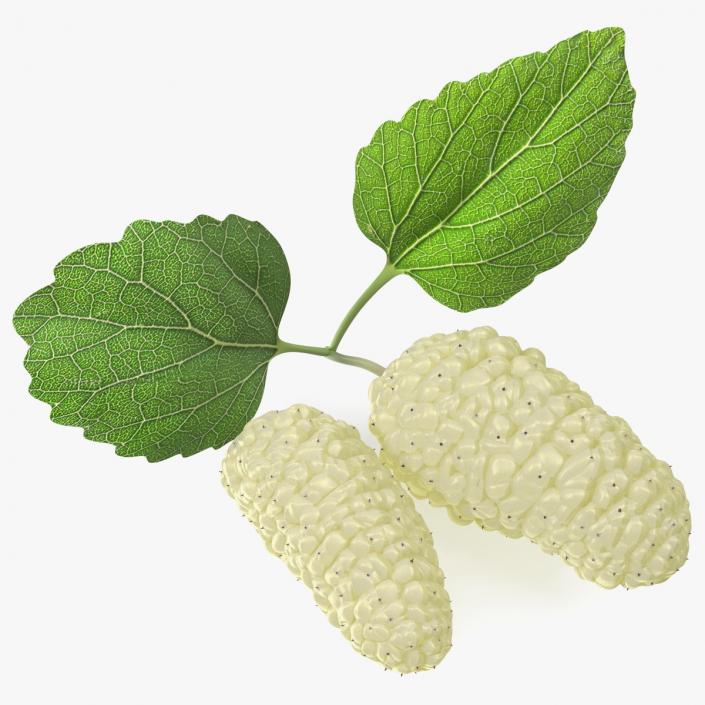 Mulberry Fruit White with Leaves 3D