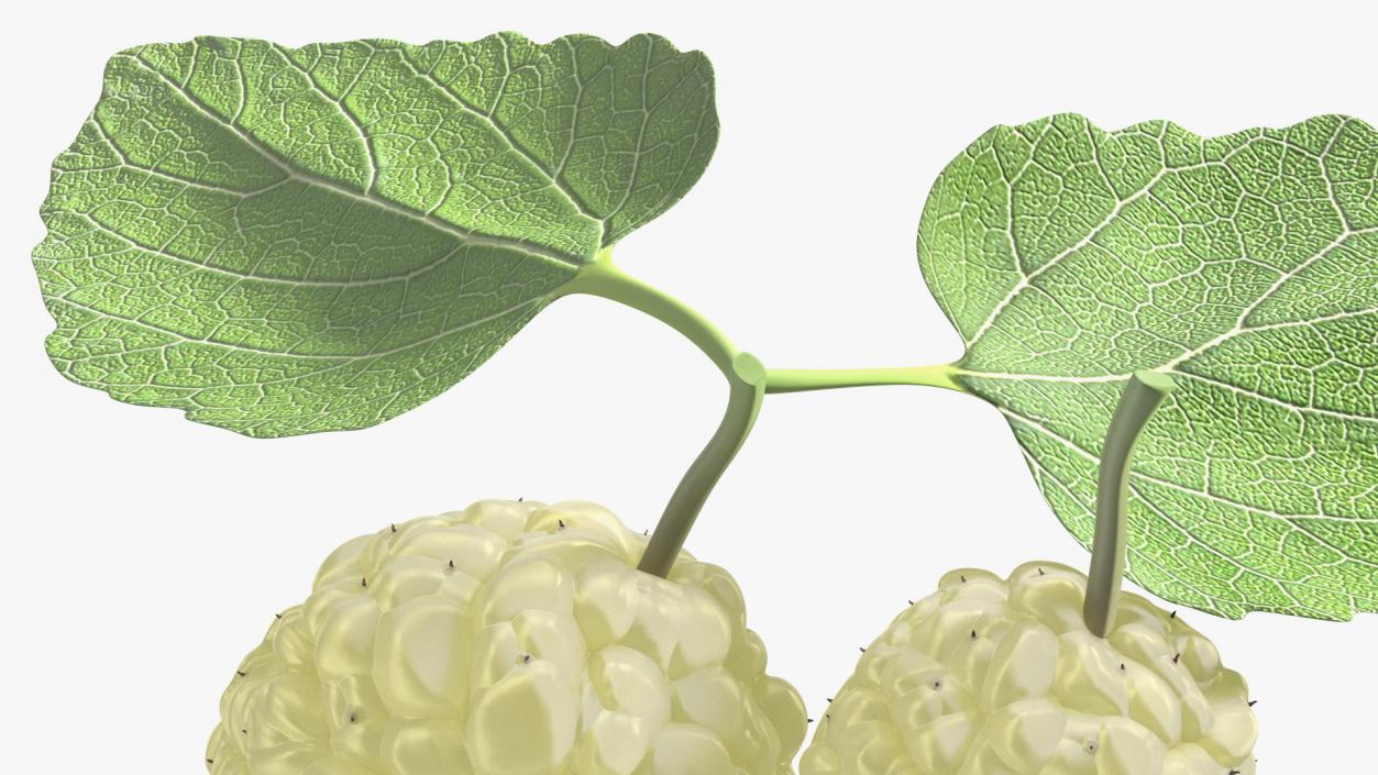 Mulberry Fruit White with Leaves 3D