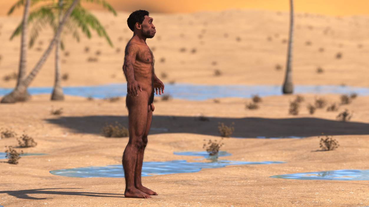 3D Homo Erectus Fur Rigged model