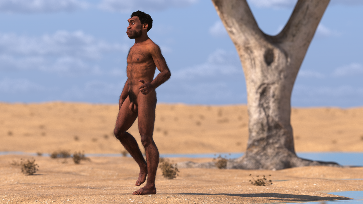 3D Homo Erectus Fur Rigged model