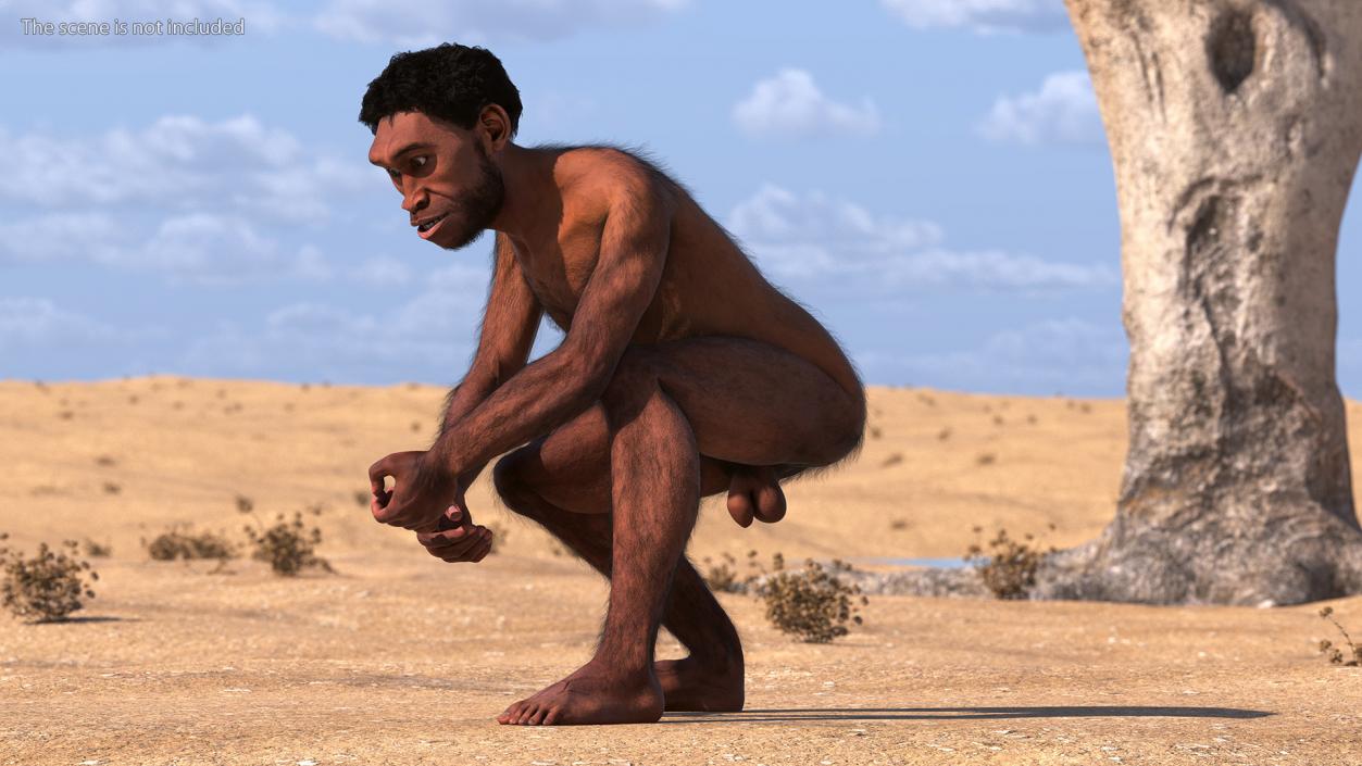 3D Homo Erectus Fur Rigged model