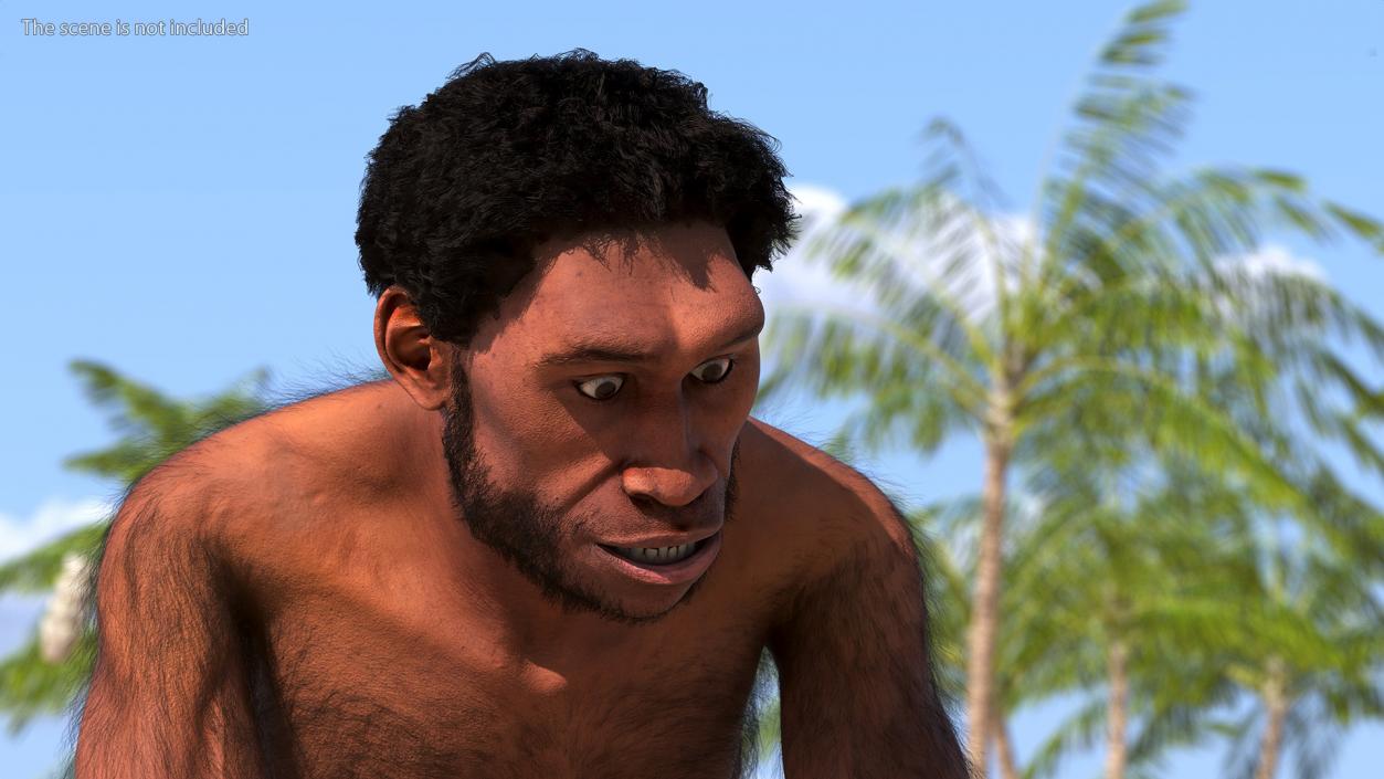 3D Homo Erectus Fur Rigged model