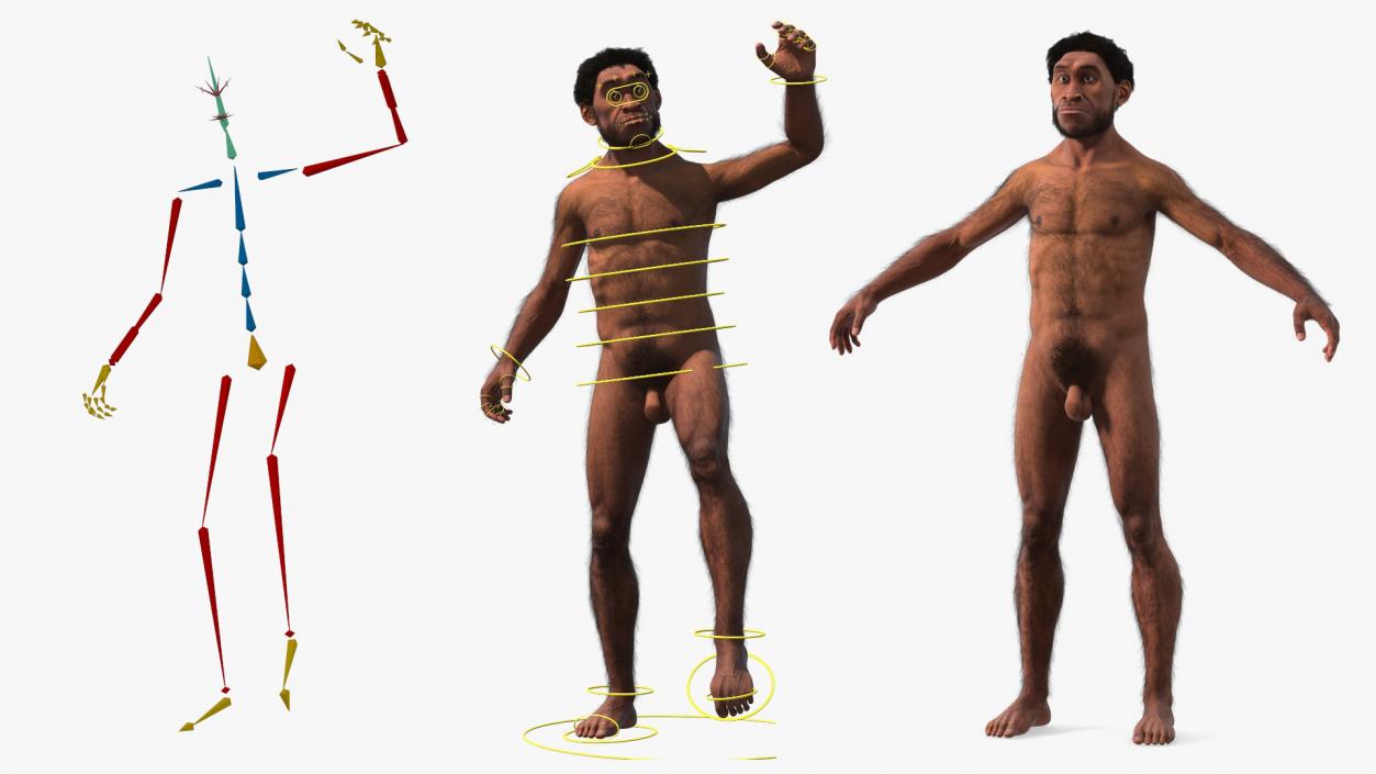 3D Homo Erectus Fur Rigged model