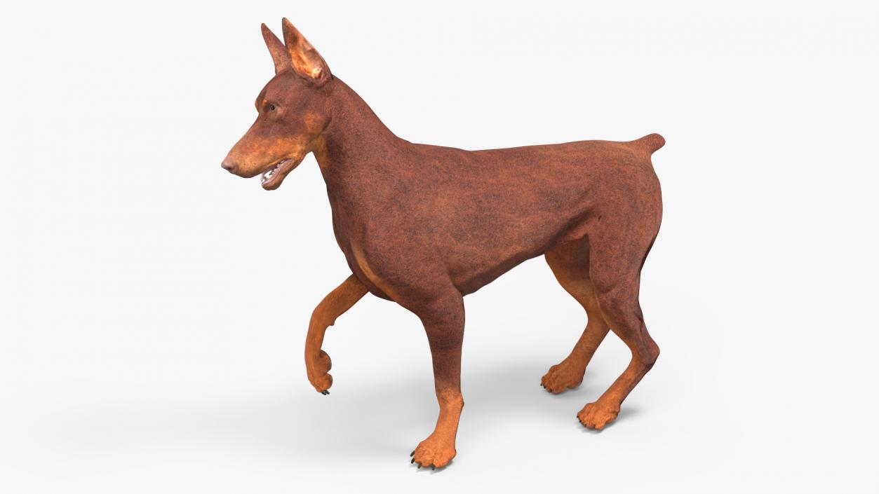 3D Doberman Dog Brown Rigged for Maya 2