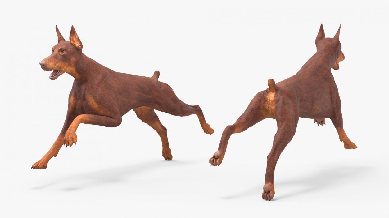 3D Doberman Dog Brown Rigged for Maya 2