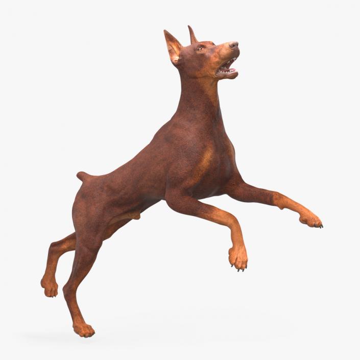 3D Doberman Dog Brown Rigged for Maya 2