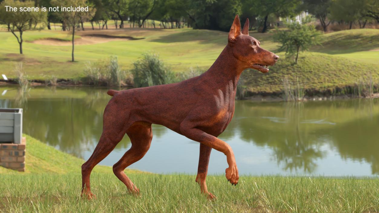 3D Doberman Dog Brown Rigged for Maya 2