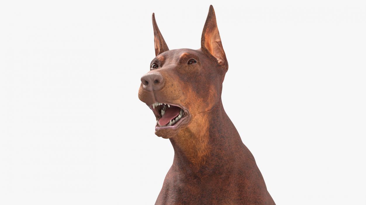 3D Doberman Dog Brown Rigged for Maya 2