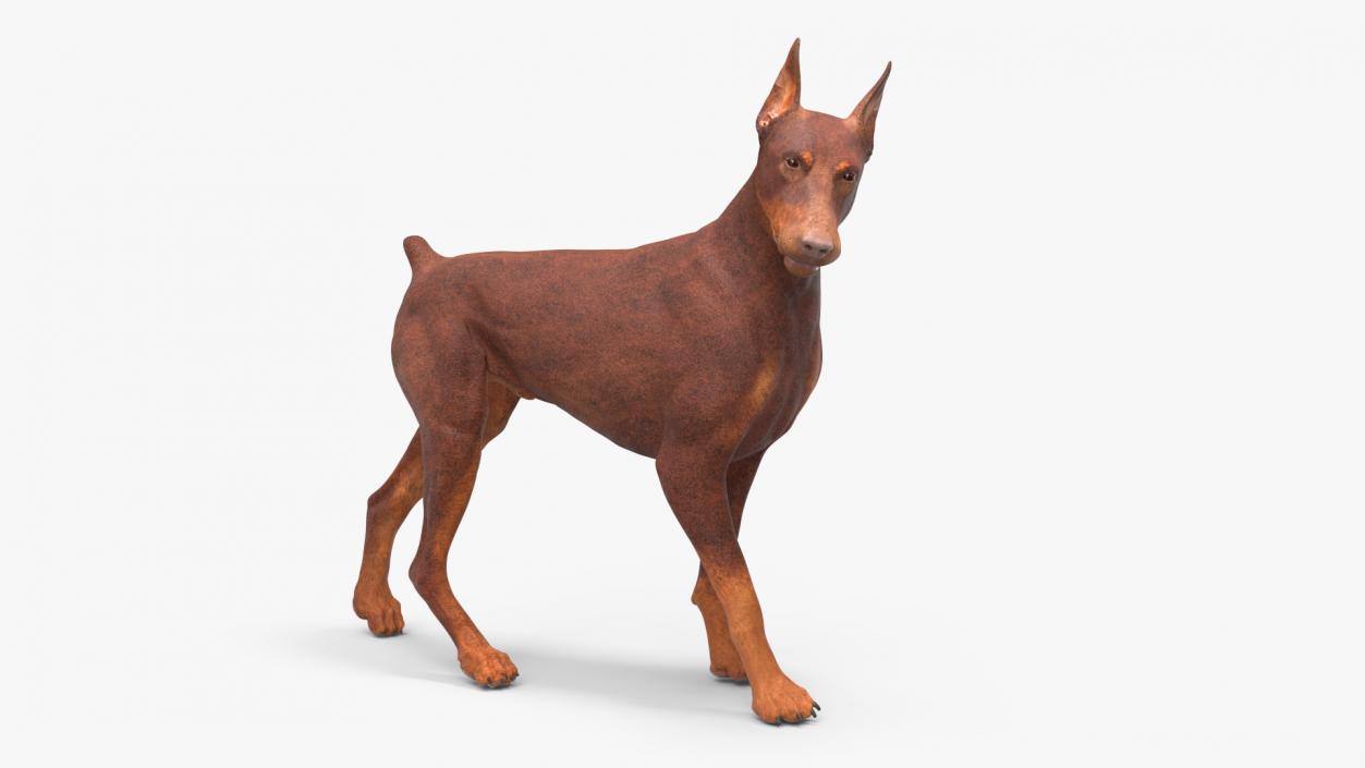 3D Doberman Dog Brown Rigged for Maya 2