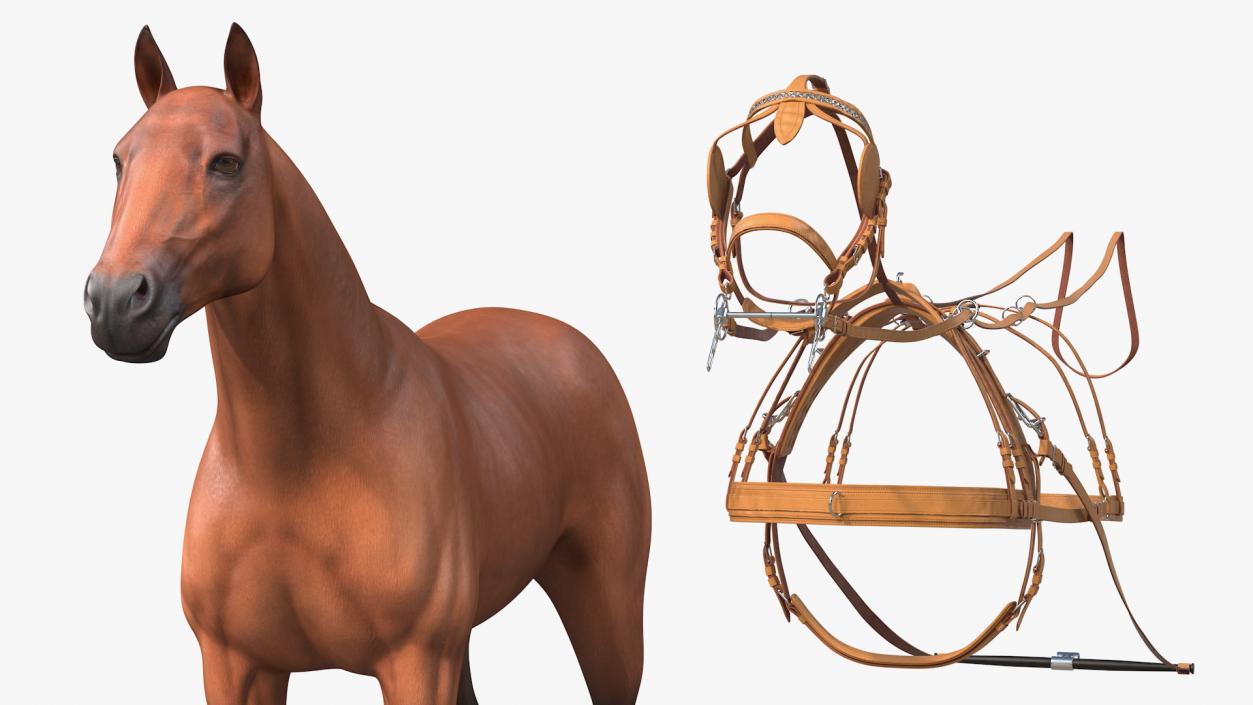 Horse Drawn Leather Driving Harness Rigged 3D