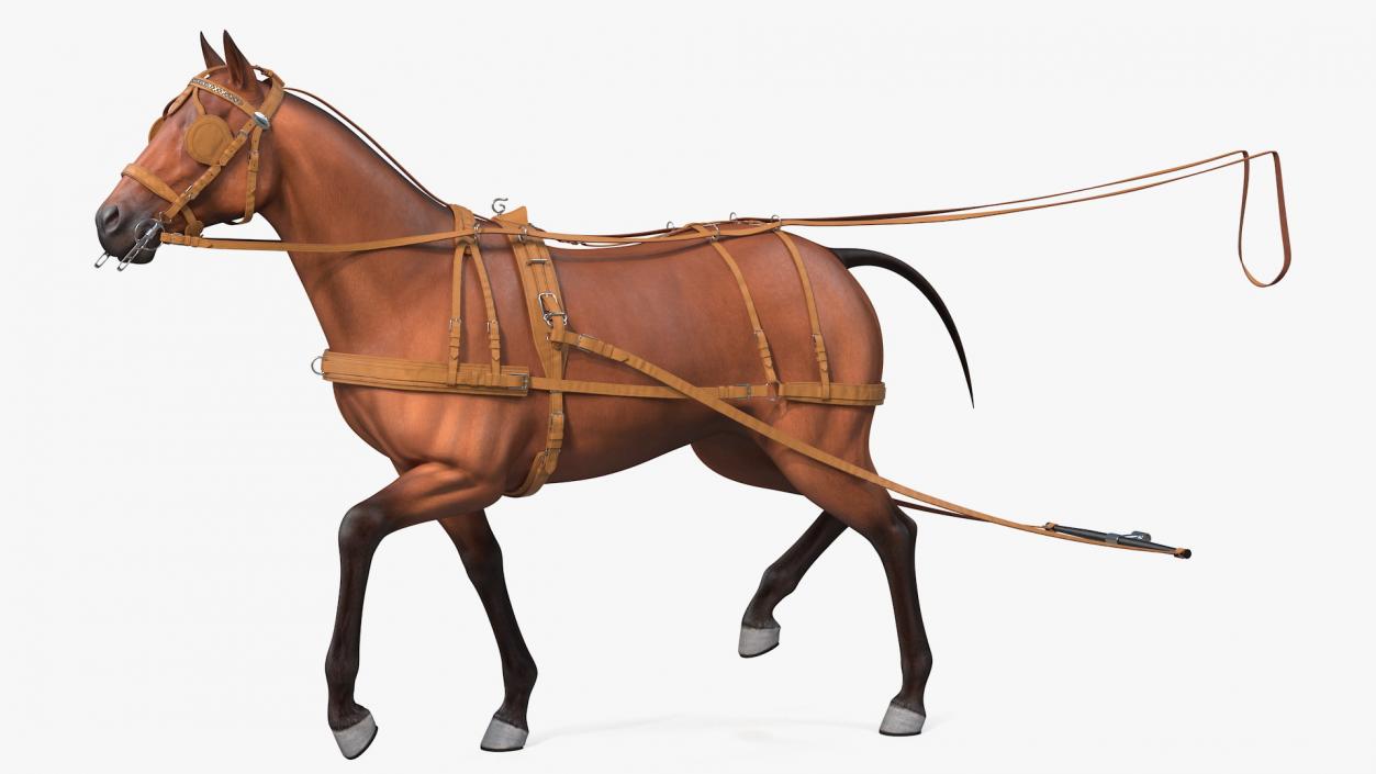 Horse Drawn Leather Driving Harness Rigged 3D