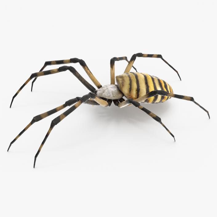 Argiope Trifasciata Spider Rigged for Maya 3D