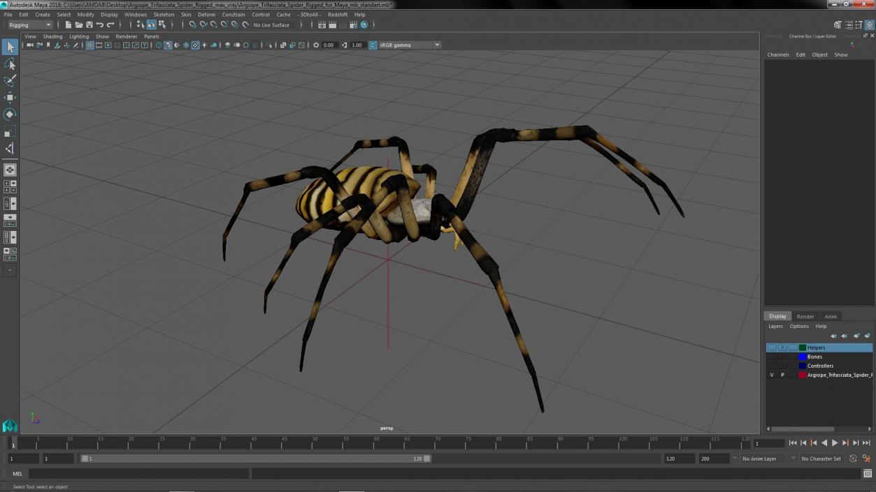 Argiope Trifasciata Spider Rigged for Maya 3D