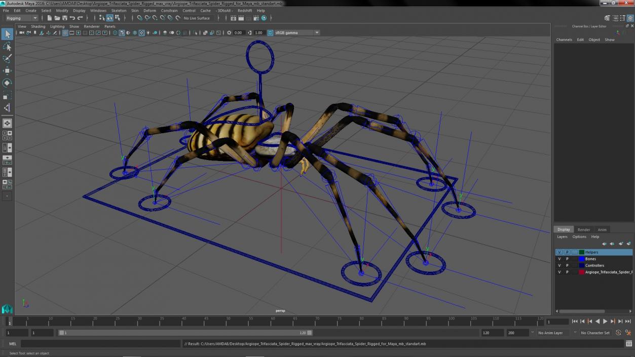 Argiope Trifasciata Spider Rigged for Maya 3D