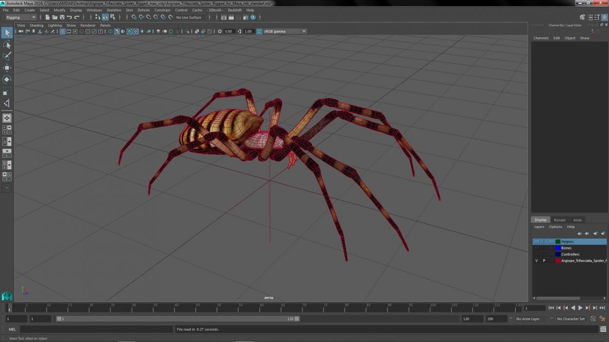 Argiope Trifasciata Spider Rigged for Maya 3D