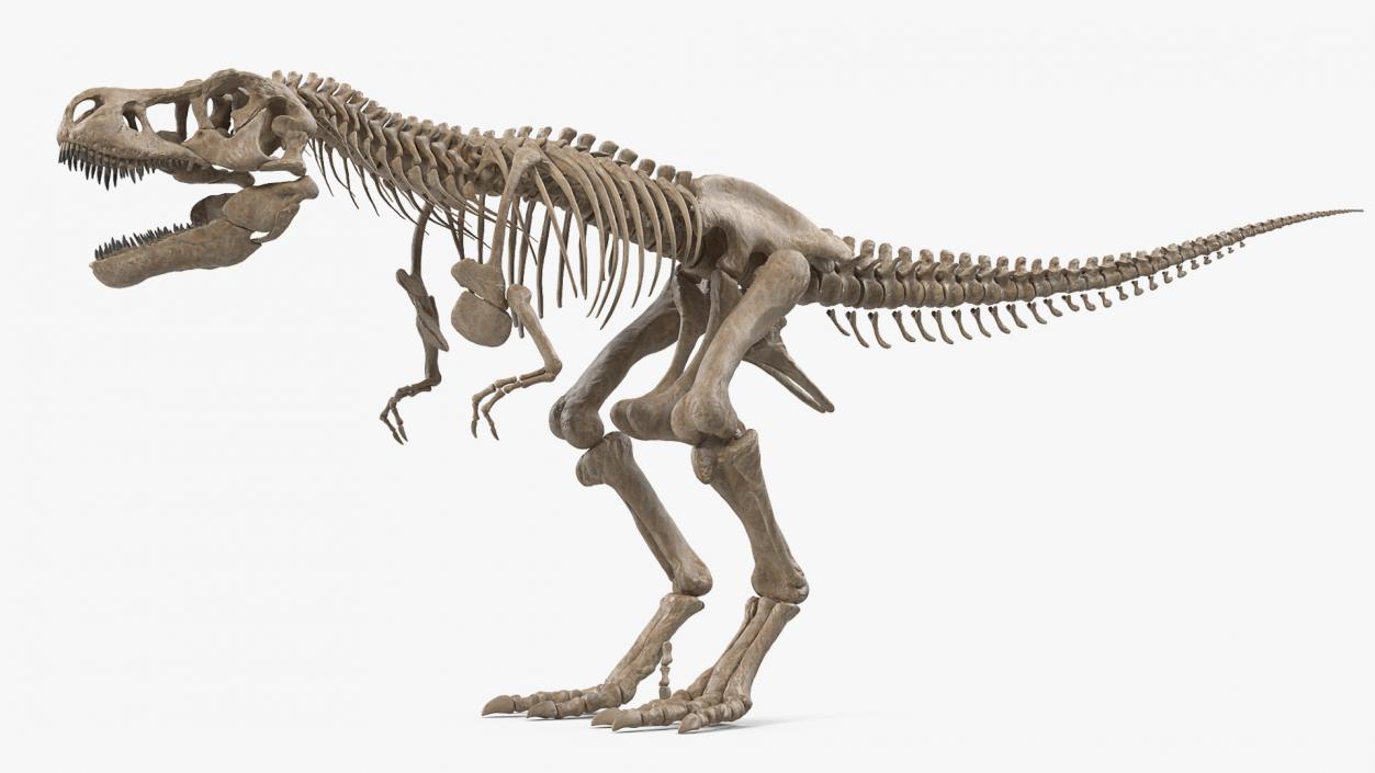 3D Tyrannosaurus Rex Skeleton Fossil model