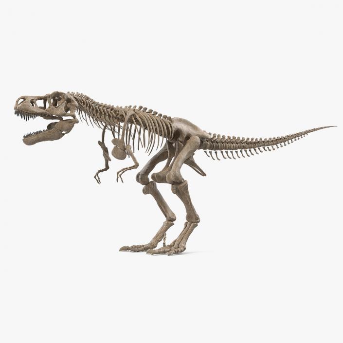 3D Tyrannosaurus Rex Skeleton Fossil model