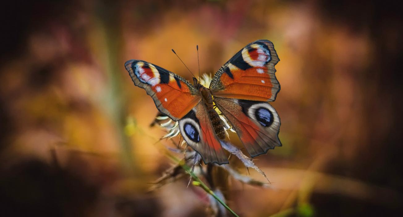 European Peacock Butterfly Sitting Pose 3D model