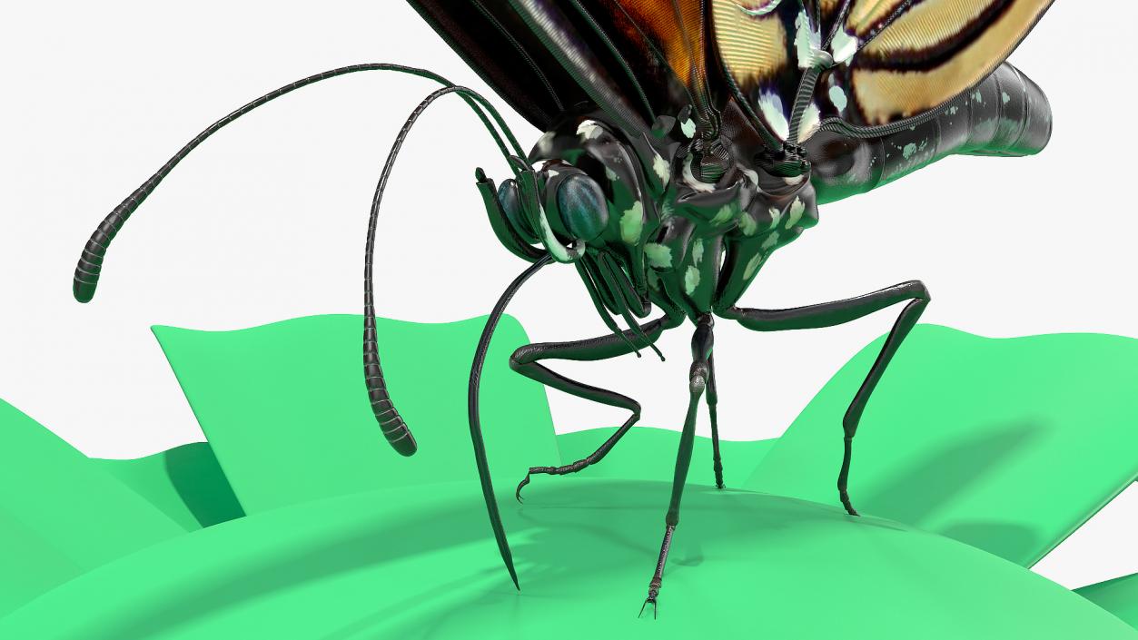 Animated Monarch Butterfly Collects Nectar Rigged 3D model