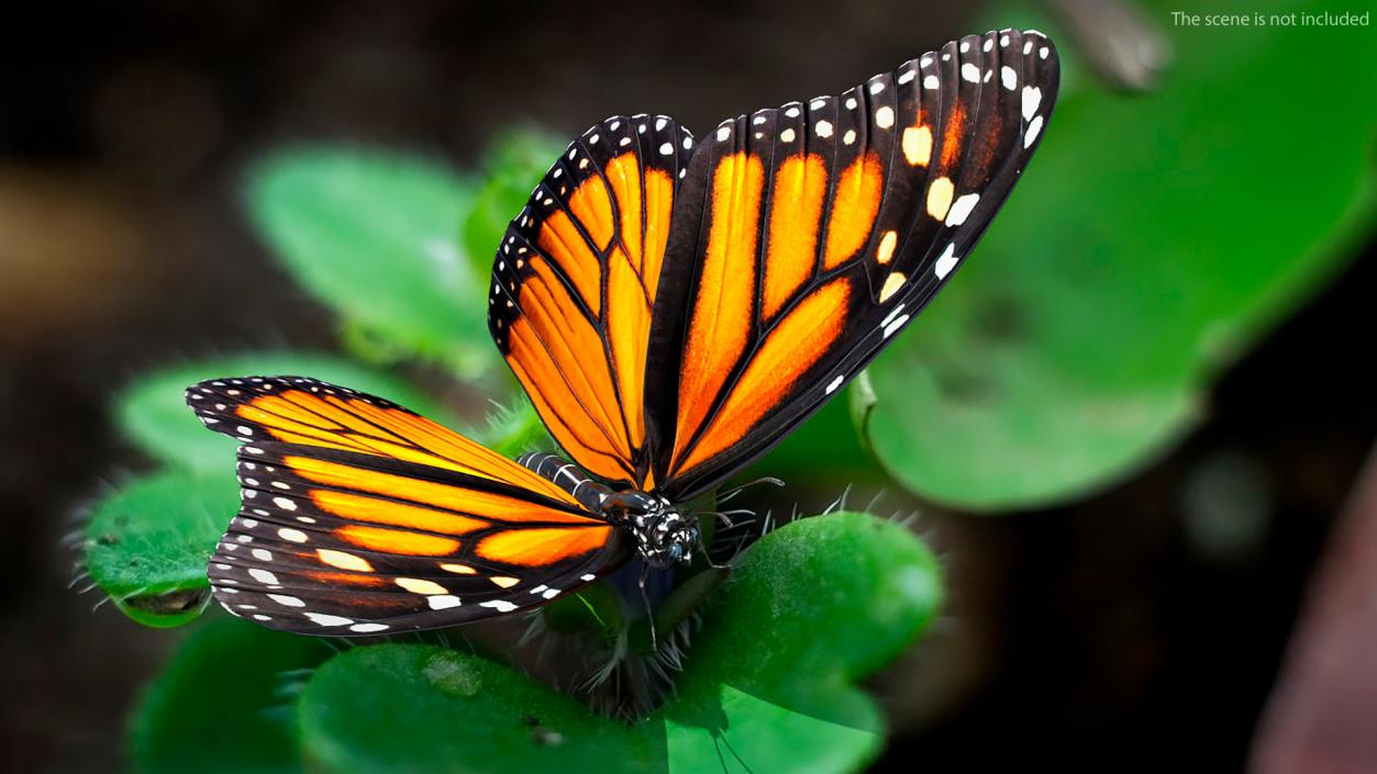 Animated Monarch Butterfly Collects Nectar Rigged 3D model