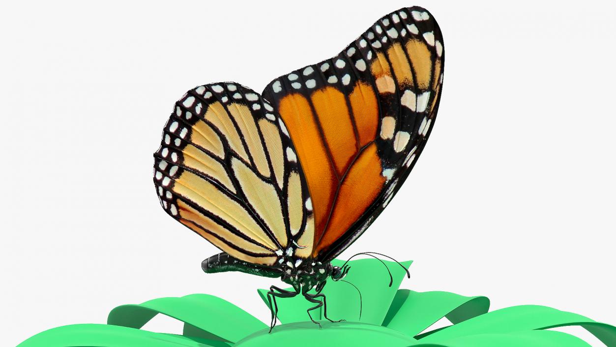 Animated Monarch Butterfly Collects Nectar Rigged 3D model