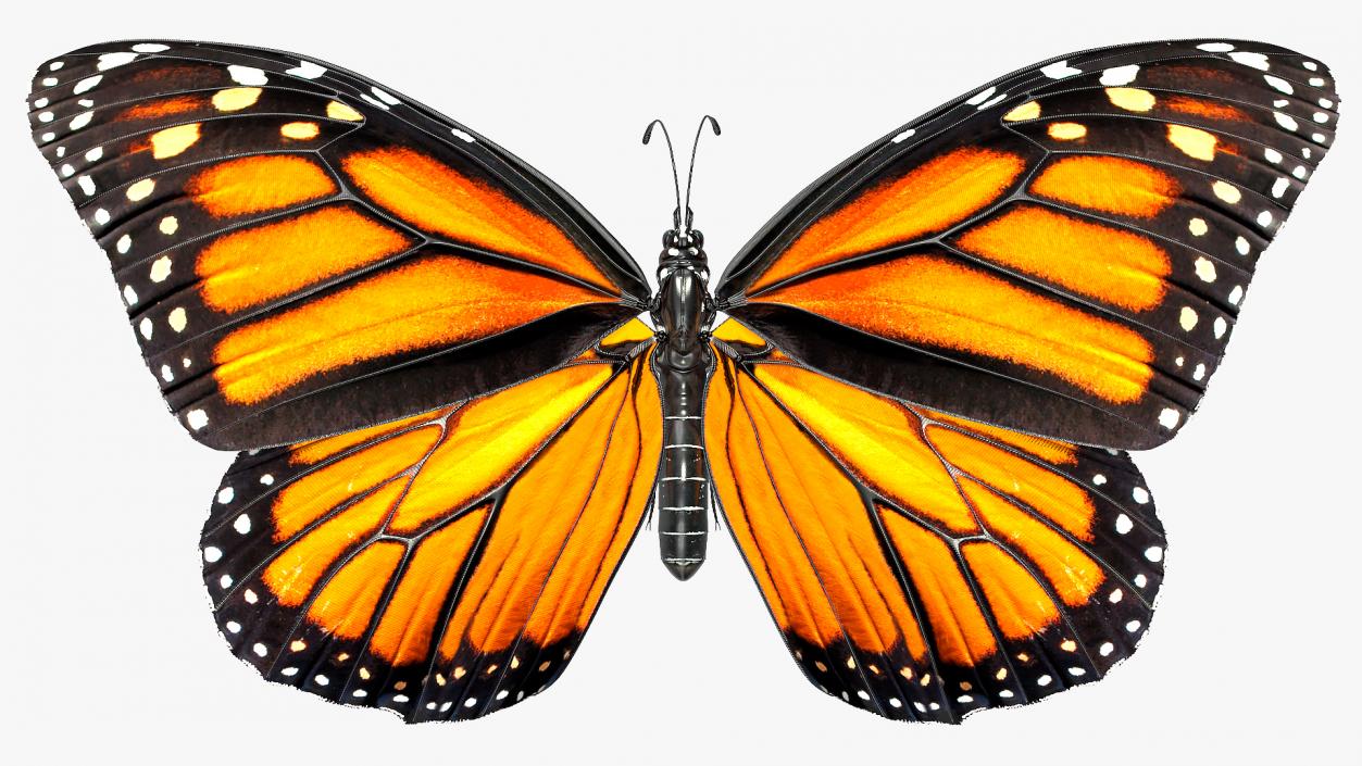 Animated Monarch Butterfly Collects Nectar Rigged 3D model