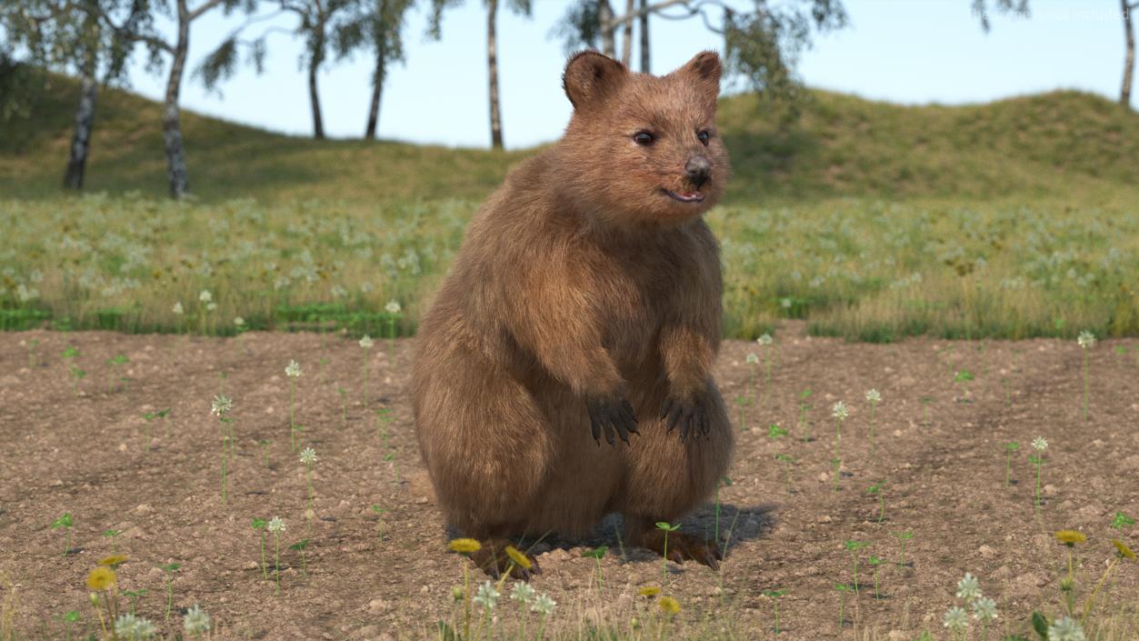 Quokka Kangaroo Fur 3D model