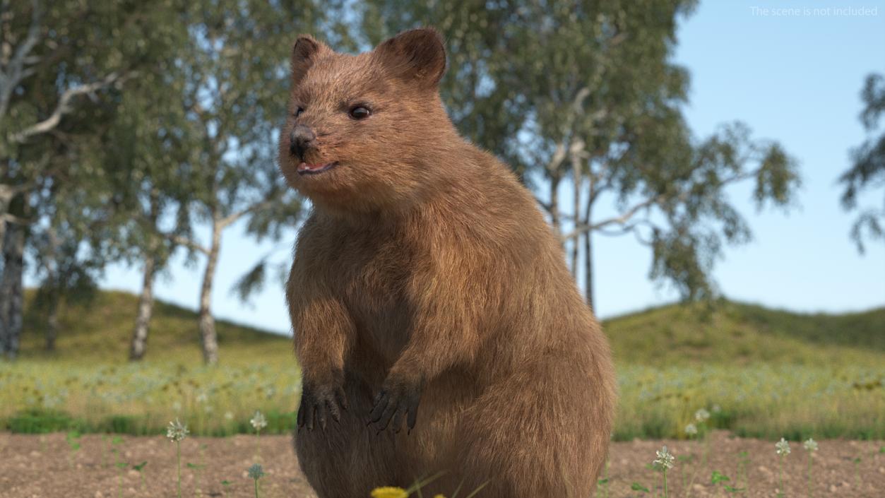 Quokka Kangaroo Fur 3D model