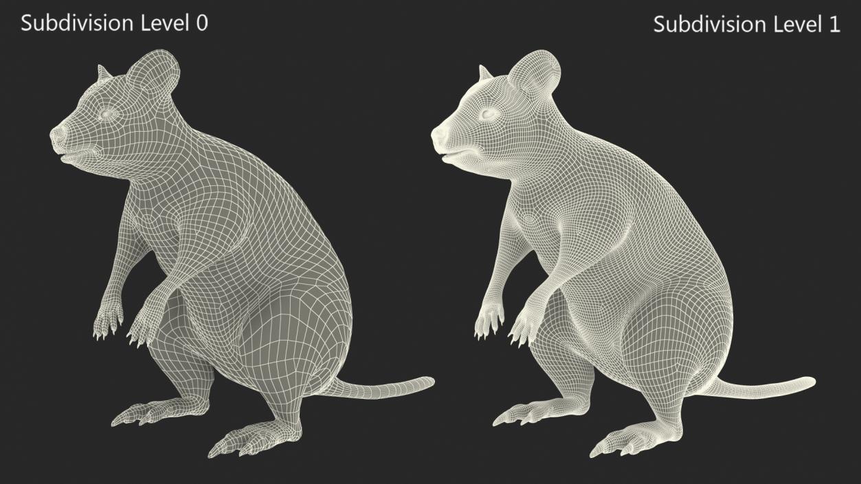 Quokka Kangaroo Fur 3D model