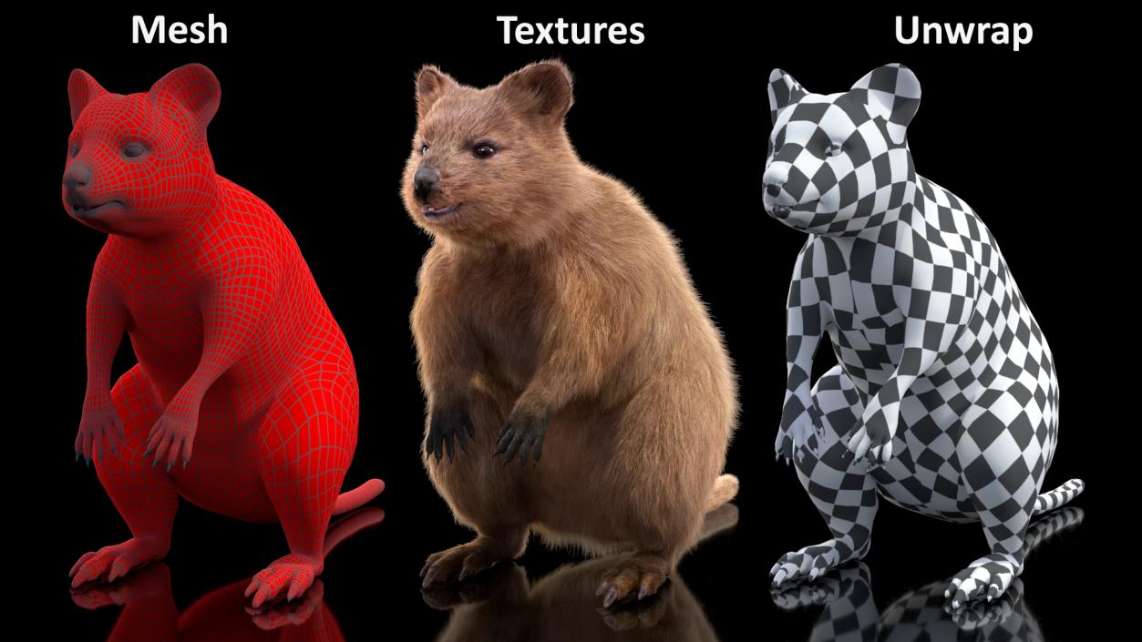 Quokka Kangaroo Fur 3D model