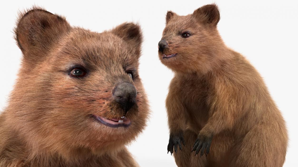 Quokka Kangaroo Fur 3D model