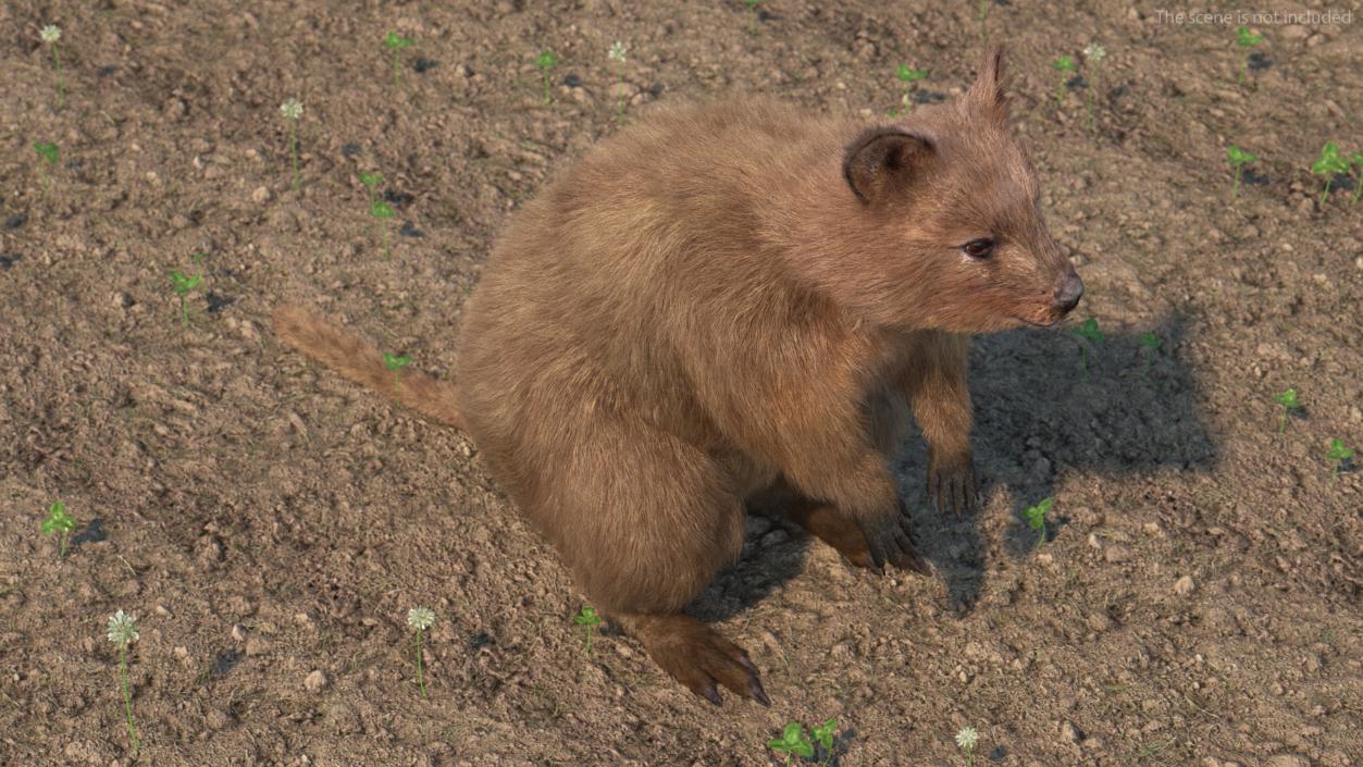 Quokka Kangaroo Fur 3D model