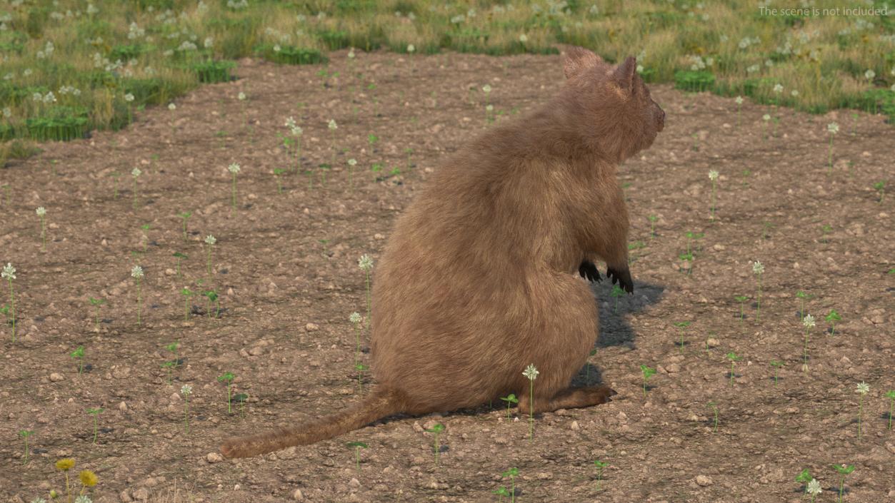 Quokka Kangaroo Fur 3D model