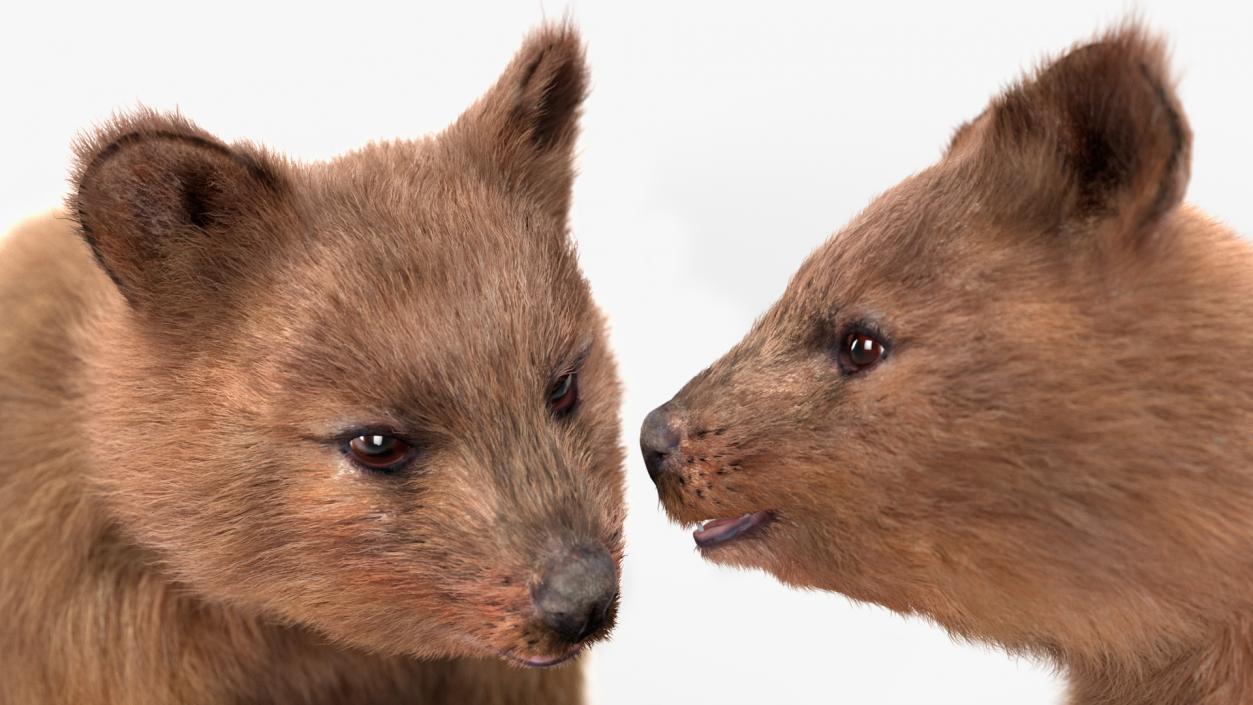 Quokka Kangaroo Fur 3D model