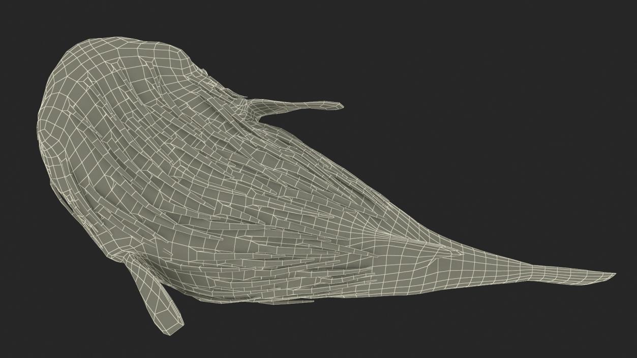 Puffer Fish Rigged for Maya 3D