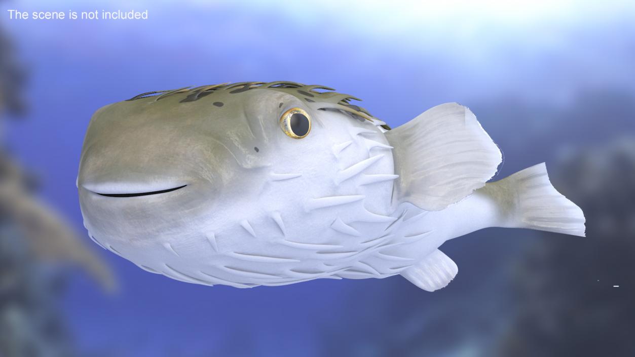 Puffer Fish Rigged for Maya 3D