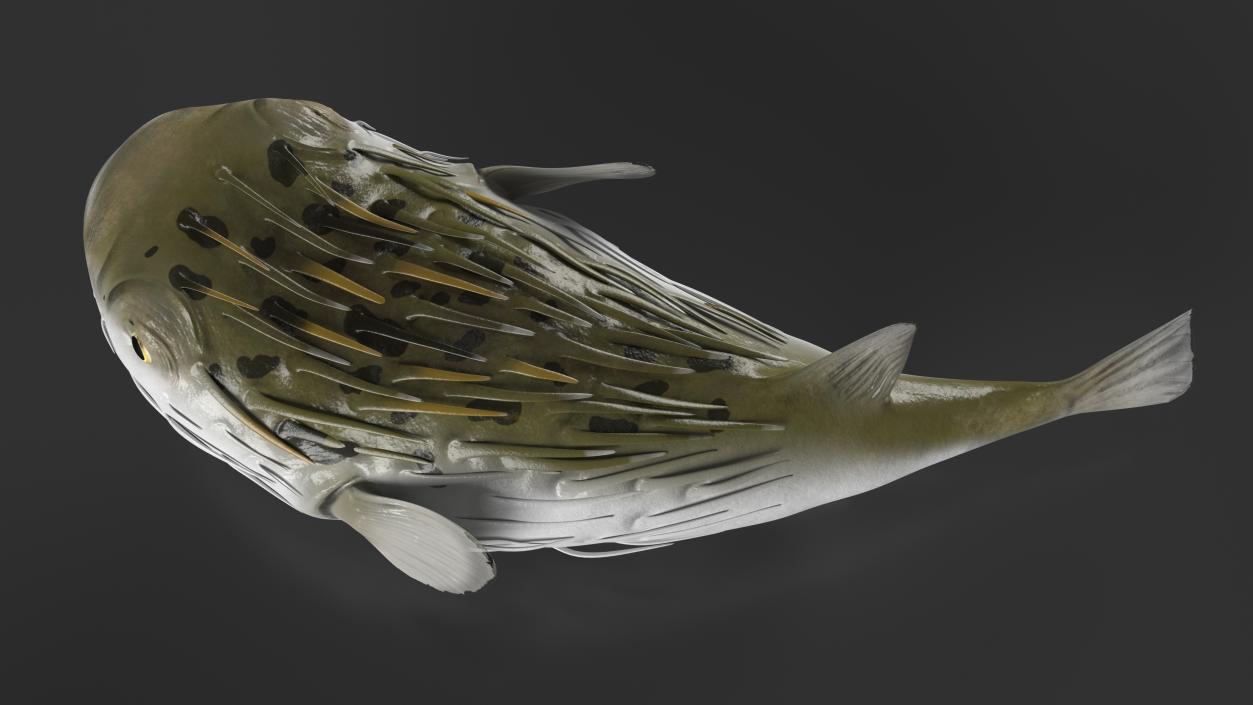 Puffer Fish Rigged for Maya 3D