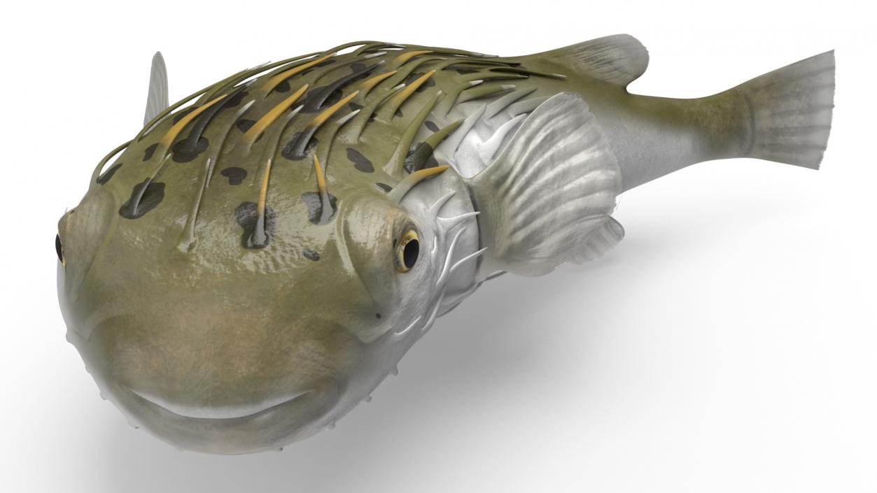 Puffer Fish Rigged for Maya 3D