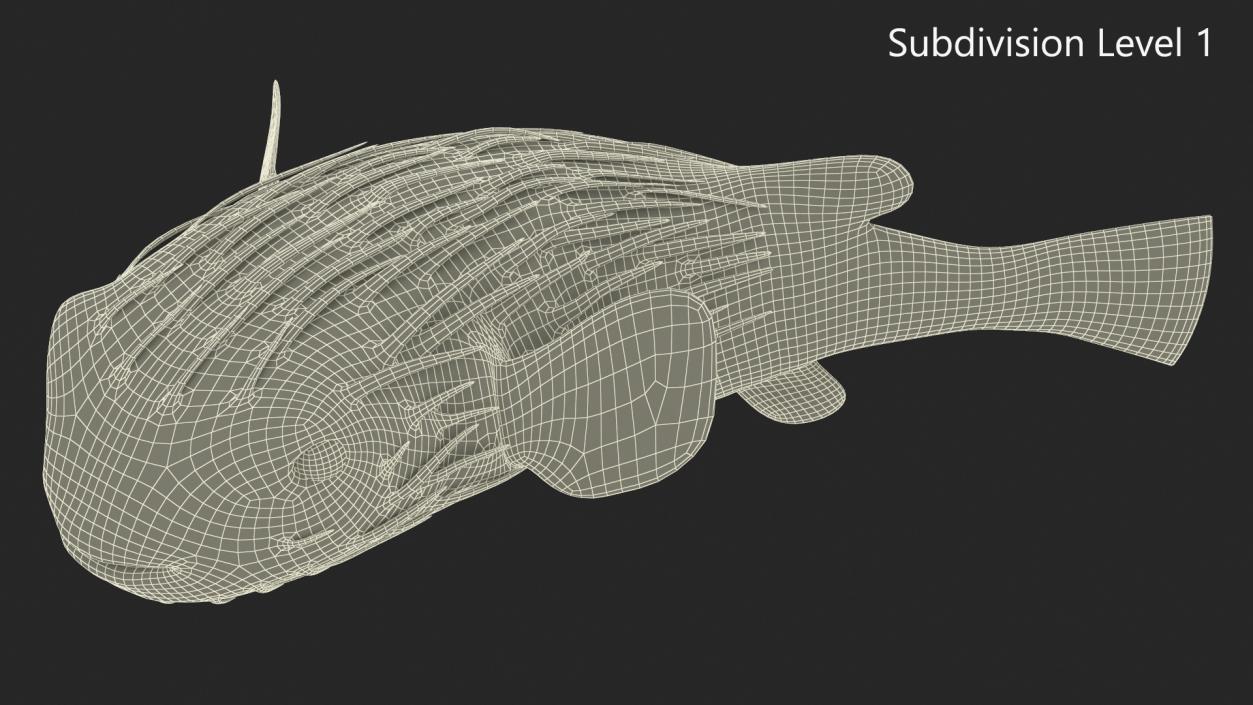 Puffer Fish Rigged for Maya 3D