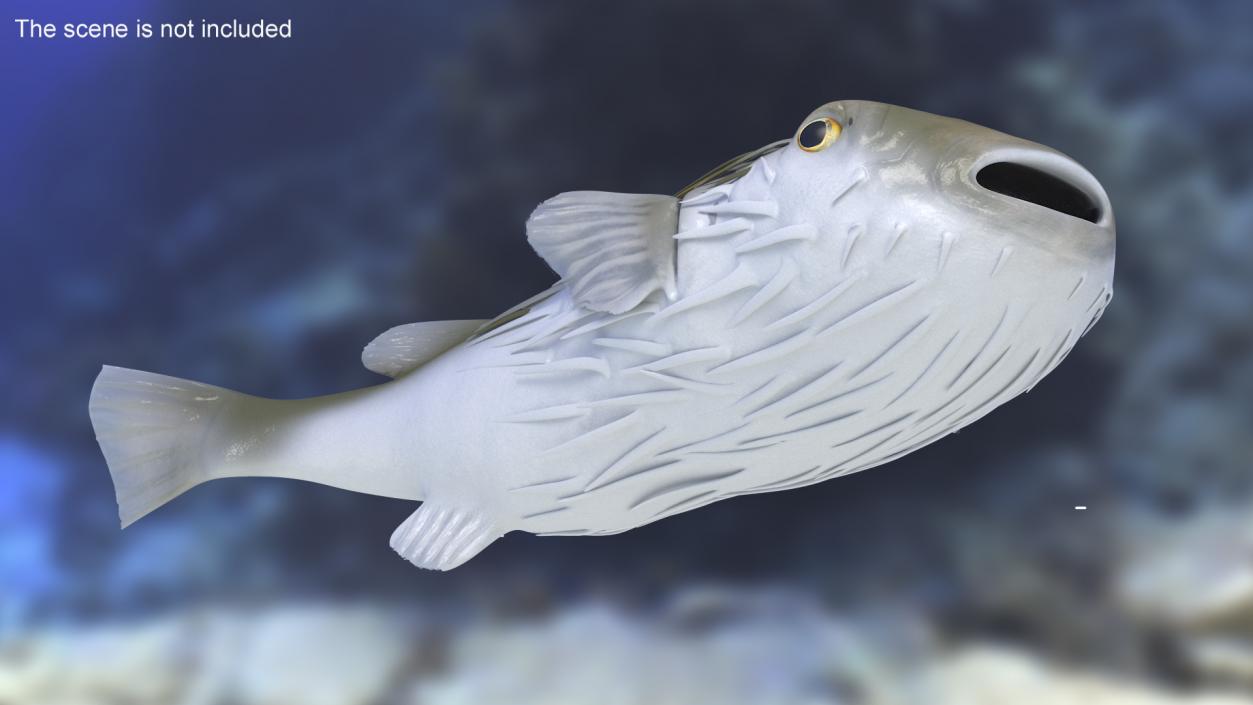 Puffer Fish Rigged for Maya 3D