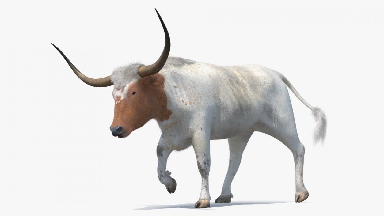 White Texas Longhorn Bull Walking Pose Fur 3D