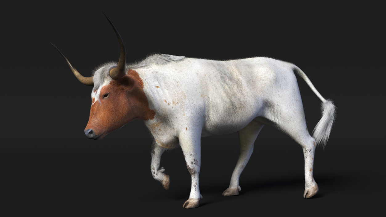 White Texas Longhorn Bull Walking Pose Fur 3D