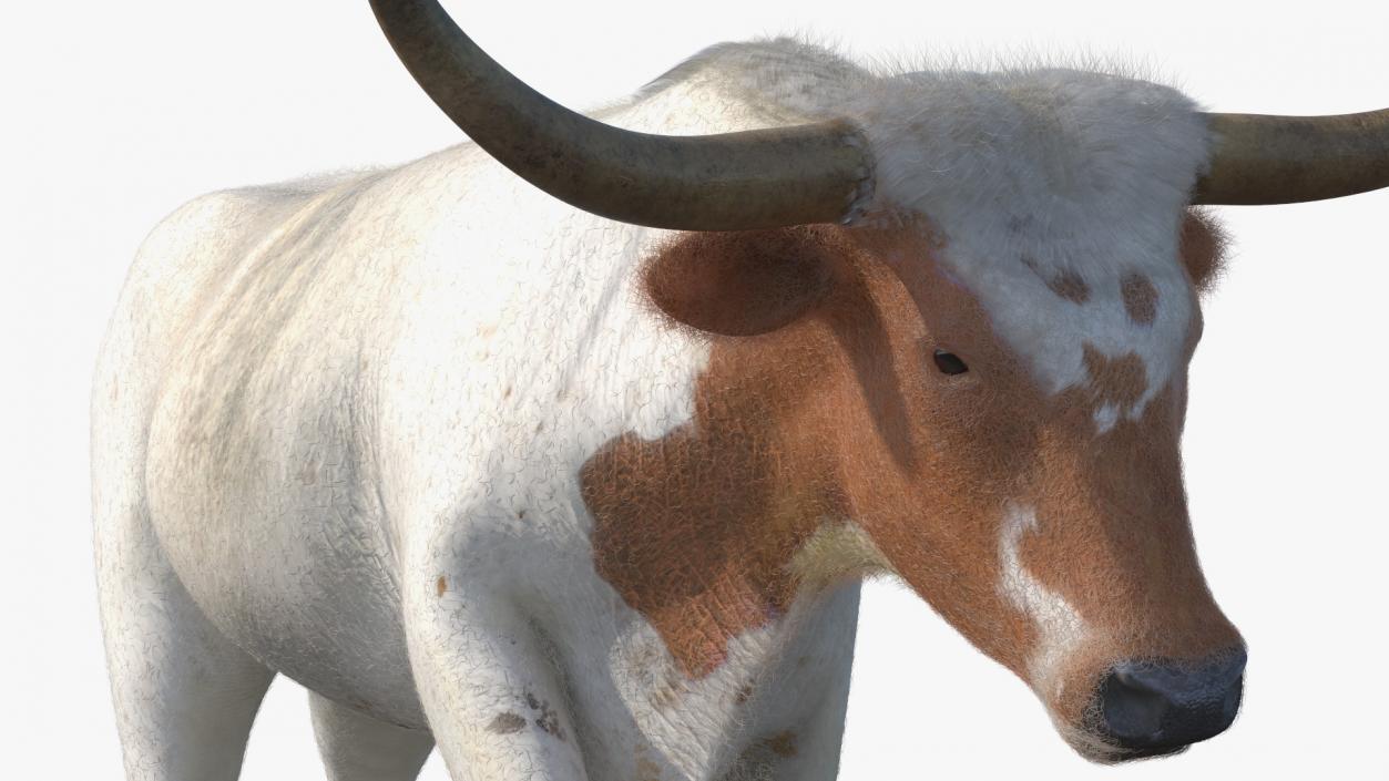 White Texas Longhorn Bull Walking Pose Fur 3D