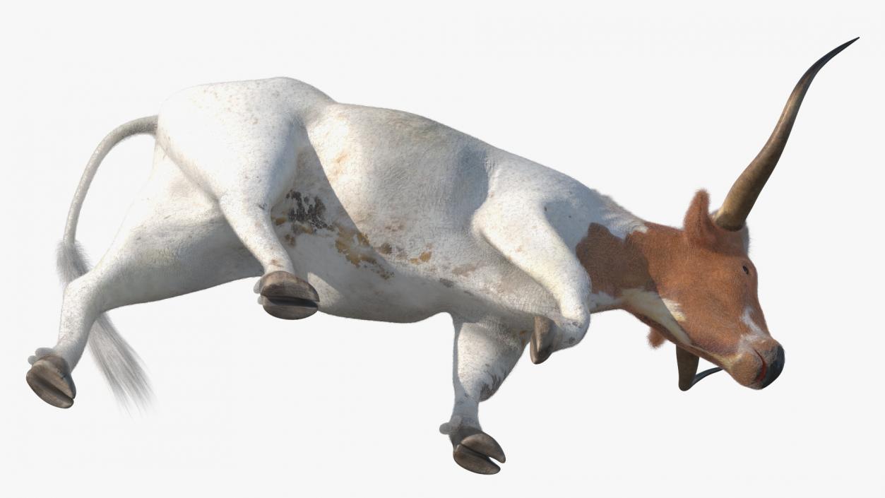 White Texas Longhorn Bull Walking Pose Fur 3D