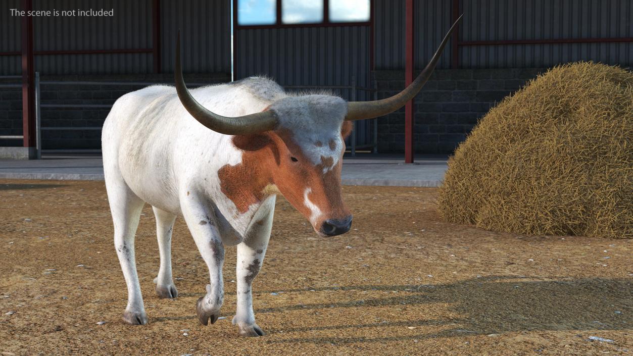 White Texas Longhorn Bull Walking Pose Fur 3D