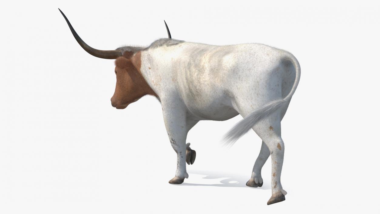 White Texas Longhorn Bull Walking Pose Fur 3D