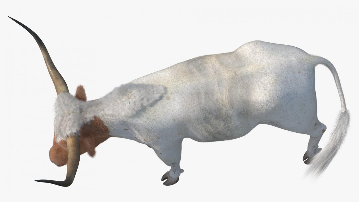 White Texas Longhorn Bull Walking Pose Fur 3D